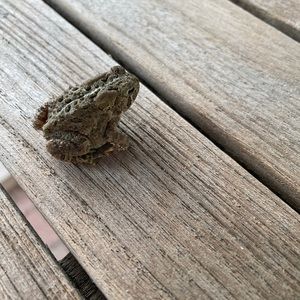 Meet your Posher, Maggie